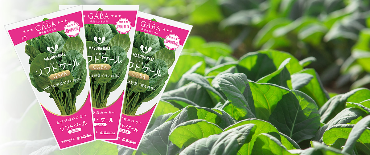 『ソフトケールGABA（ギャバ）』が、生鮮葉物野菜では全国で初めて機能性表示食品として消費者庁に受理されました。（平成30年12月21日付け）