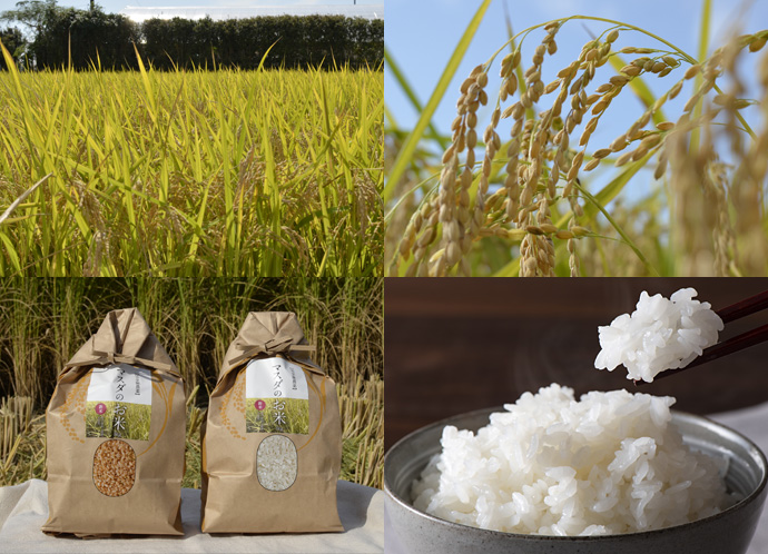 【農薬＆化学肥料 不使用】（令和5年度産新米）マスダのお米 予約販売を開始致しました