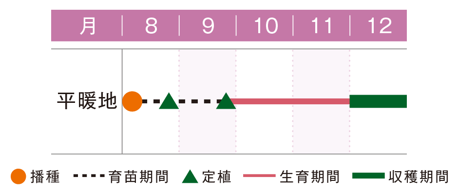 子宝ブロッコリー苗12本(9cmポット)【予約】